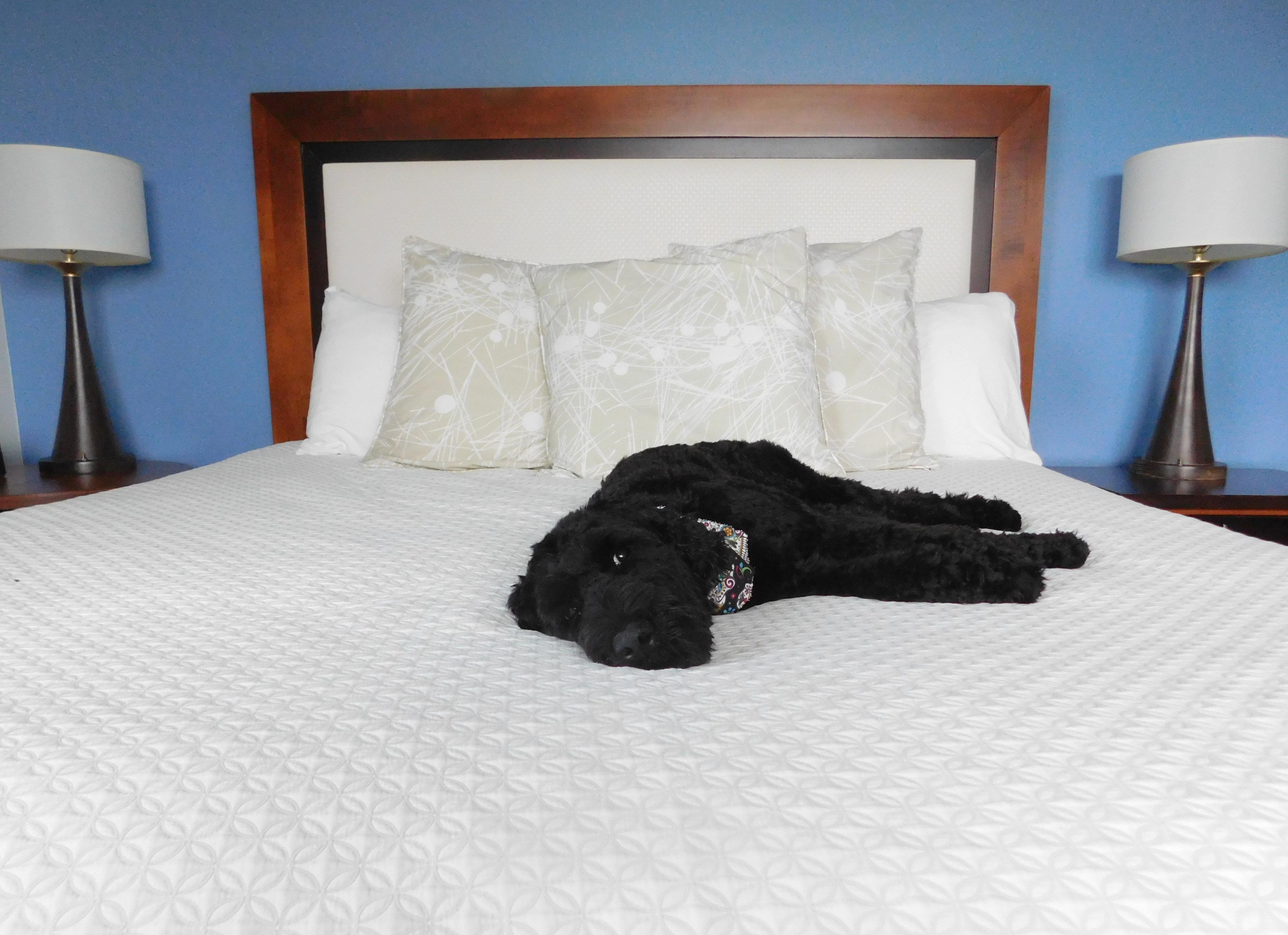 Hotel Indigo Downtown By Ihg