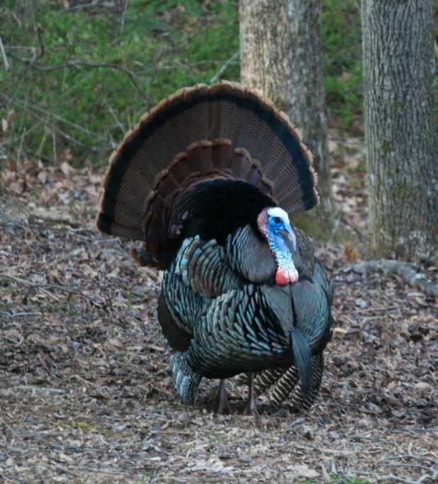 Bluebirds Nest 10 Min To Avl Biltmore Hot Tub Cont Bkfst Sparkling Water Apartment Asheville