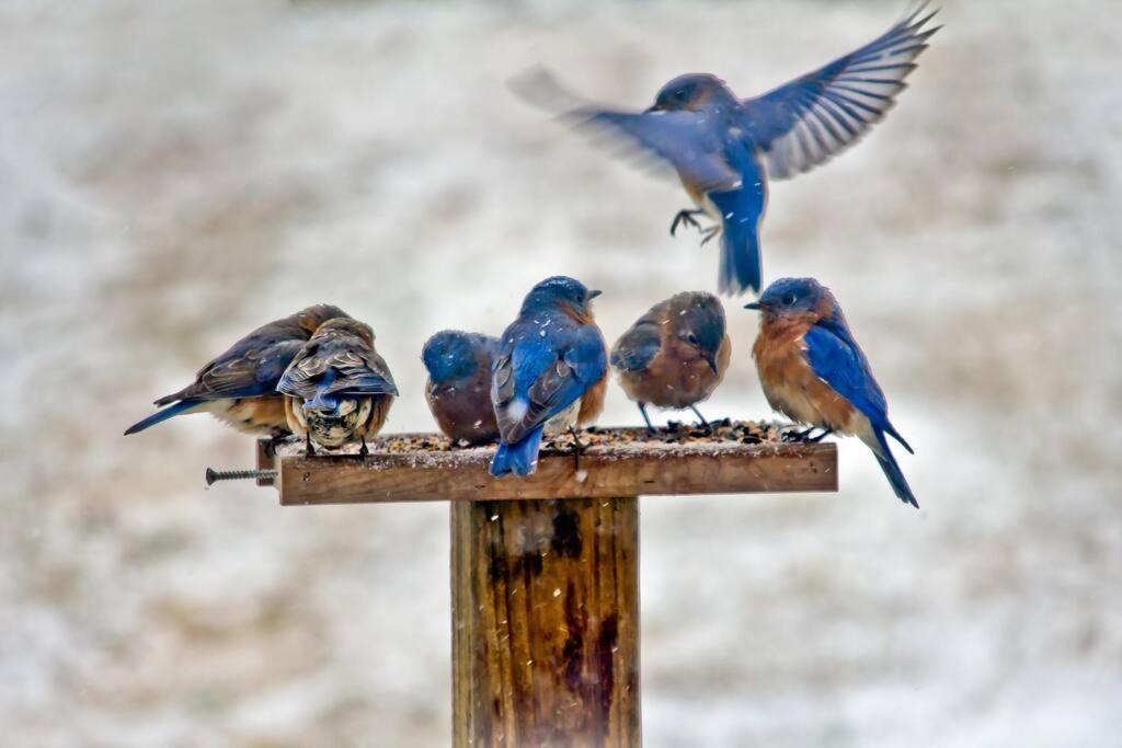 Bluebirds Nest 10 Min To Avl Biltmore Hot Tub Cont Bkfst Sparkling Water Apartment