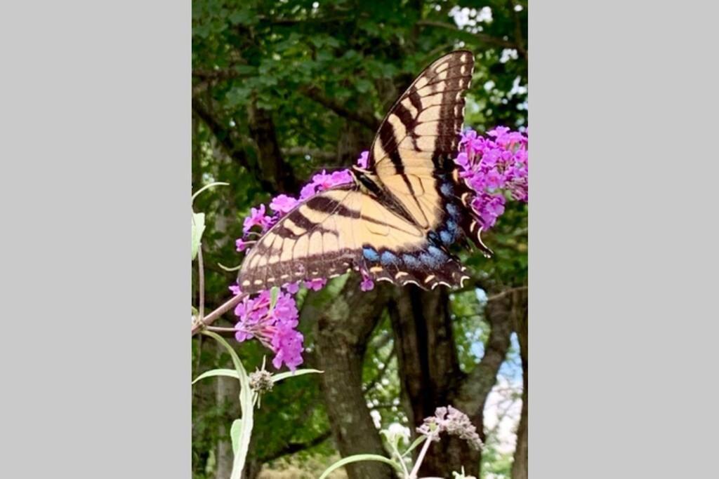Peaceful Garden Oasis - 3 Miles To Downtown! Holiday home Asheville
